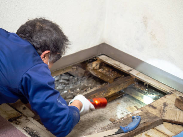 Best Mold Cleaning Services  in Watts Mills, SC