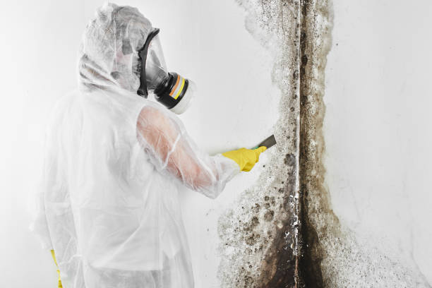 Mold Removal Process in Watts Mills, SC