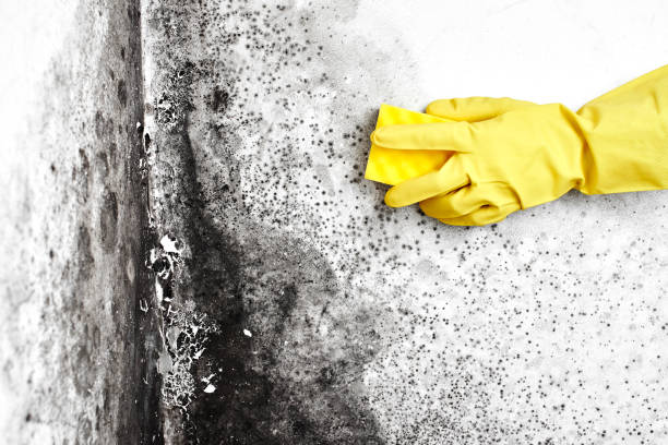 Best Black Mold Removal  in Watts Mills, SC
