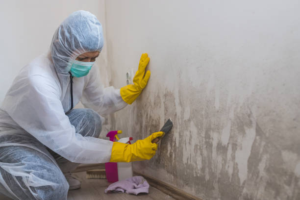 Professional Mold Removal in Watts Mills, SC
