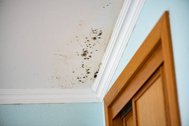 Best Commercial Mold Removal  in Watts Mills, SC