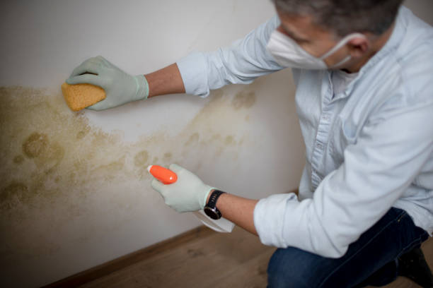 Best Mold Removal Company Near Me  in Watts Mills, SC