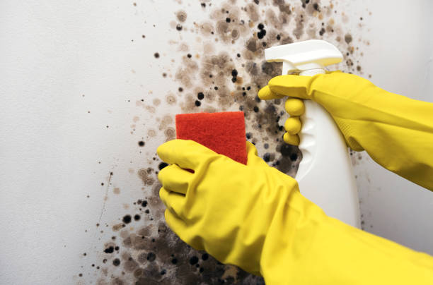 Best Residential Mold Removal  in Watts Mills, SC