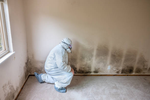 Best Professional Mold Removal  in Watts Mills, SC